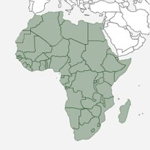 Africa Qualifiers